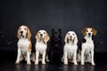 christmas photo of dogs in photo studio with colorful lights