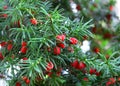 Christmas picture with red berries Royalty Free Stock Photo