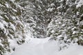 Winter in spruce forest, trees and ground covered with snow, Christmas, Ukraine.