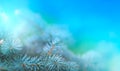 Christmas pine branch in the rays of light close up, blue background with reflections of stars and beautiful bokeh of lanterns. Royalty Free Stock Photo