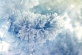 Christmas Pine branches covered with snow. Frozen coniferous branches in white winter. Winter background with covered with snow