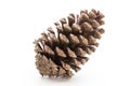 Christmas pine cone on white background. Royalty Free Stock Photo