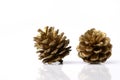 Christmas pine cones resting on a white background Royalty Free Stock Photo