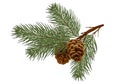 Cedar / pine branch with cones. Isolated without a shadow. naturein the details. Drawing. Christmas decor. Royalty Free Stock Photo