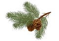 Cedar / pine branch with cones. Isolated without a shadow. naturein the details. Drawing. Christmas decor.