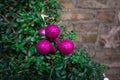 Christmas pink decorations on tree