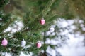 Christmas pink and silver balls on a Christmas tree branch over blurred background Royalty Free Stock Photo