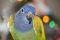 Christmas Pionus Parrot