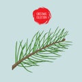 Christmas plant. Colorful Scotch fir tree branch. Sketch style hand drawn drawing. Colorful vector illustration. Winter holidays Royalty Free Stock Photo