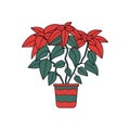 Christmas plant poinsettia with red flowers in festive pot.