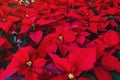 Christmas plant or Red Poinsettia Flower in a traditional Christmas Market in Mexico