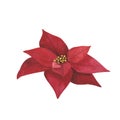 Christmas plant red poinsettia isolated on white background. Watercolor hand drawn Xmas illustration. Art for design Royalty Free Stock Photo