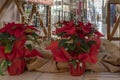 Christmas plants, Euphorbia pulcherrima decorating the streets