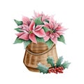 Christmas plants and florals with poinsettia flowers in vintage brown pot and red holly berries watercolor illustration Royalty Free Stock Photo