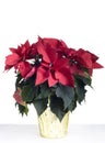 Christmas poinsetta isolated on white. Royalty Free Stock Photo