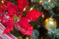 Christmas poinsettia big red flower and gold bauble in a tree Royalty Free Stock Photo