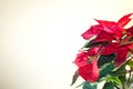 Christmas Poinsettia in december. Toned image Royalty Free Stock Photo