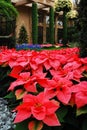 Poinsettias bloom in an atrum Royalty Free Stock Photo