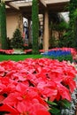 Christmas Poinsettia Display