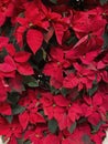 Christmas Poinsettia Display Royalty Free Stock Photo