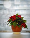 christmas poinsettia flower in flowerpot on white windowsill. Royalty Free Stock Photo