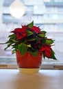 christmas poinsettia flower in flowerpot on white windowsill. Royalty Free Stock Photo
