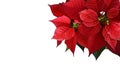 Christmas poinsettia flower isolated on white background. Christmas card with copy space Royalty Free Stock Photo
