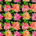 Christmas poinsettia pink flower.Christmas pattern with watercolor pink poinsettia on a black background. Design for wrappers,