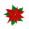 Christmas Poinsettia Plant Royalty Free Stock Photo