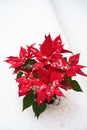 Christmas Poinsettia red petals with falling snowflakes on white snow background. Merry Christmas and Happy New Year concept.