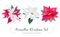 Christmas poinsettia selection vector design set