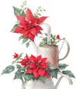 Christmas poinsettia selection vector design set. Watercolor style plants isolated on white background. Collection for holiday Royalty Free Stock Photo