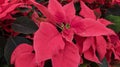 Christmas Poinsettia Single Red Flower Close-up, Festive Holiday Blooming Plant Royalty Free Stock Photo