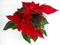 Christmas Poinsettias