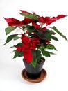 Christmas Poinsettias