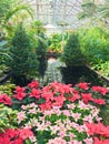 Christmas Poinsettias in Garfield Park Conservatory Royalty Free Stock Photo