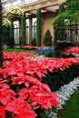 Poinsettias bloom in an atium