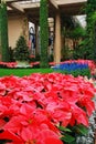 Christmas Poinsettias on display Royalty Free Stock Photo