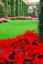Christmas Poinsettias decorate an ornate atrium Royalty Free Stock Photo