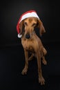 Christmas portrait of a brown Segugio Italiano dog wearing a red Santa hat on a black background. Royalty Free Stock Photo