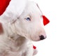 Christmas portrait bullterrier puppy