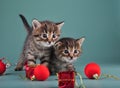 Christmas portrait of cute little kittens. Royalty Free Stock Photo