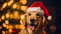 Christmas portrait of a dog with a New Year\'s cap