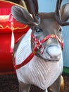 Cute elk figure at a portuguese christmas market in Loule Royalty Free Stock Photo