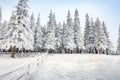 Christmas postcard. Frosty morning scene of mountain forest. Royalty Free Stock Photo