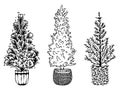 Christmas potted trees set. Black and white vector hand drawn isolated illustration. New Year card element Royalty Free Stock Photo