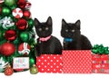 Christmas present kittens isolated on white Royalty Free Stock Photo