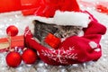 Christmas presents. Christmas cat kitten wearing Santa Claus hat holding gift box sleeping on plaid under christmas tree. Royalty Free Stock Photo