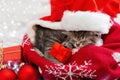 Christmas presents concept. Christmas cat wearing Santa Claus hat holding gift box sleeping on plaid under christmas tree. Royalty Free Stock Photo