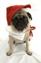 Christmas Pug Royalty Free Stock Photo